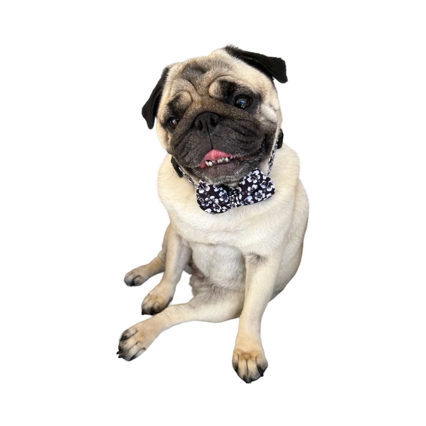 BillieG Surfs Up Black Collar & Bow-Tie