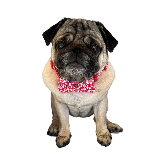 BillieG Surfs Up Red Collar & Bow-Tie