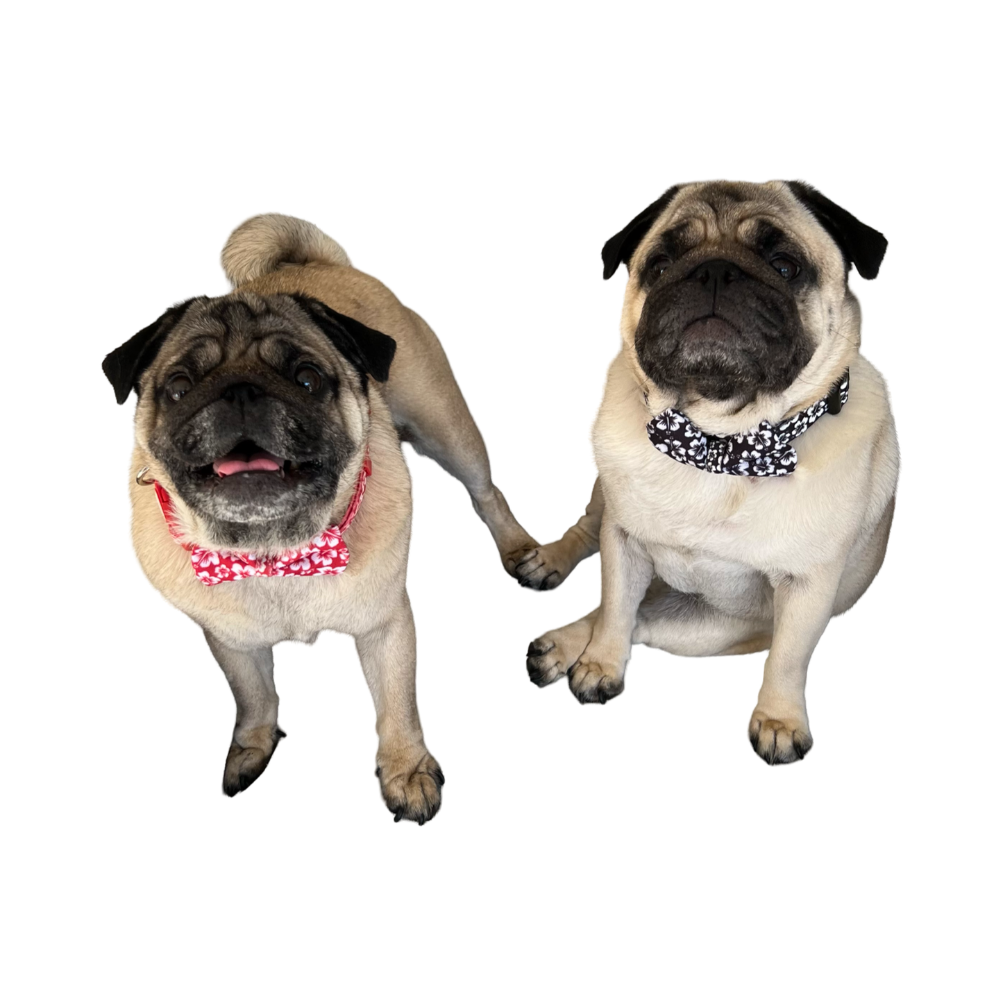 BillieG Surfs Up Black Collar & Bow-Tie