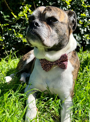 Leopard Print Adjustable Nylon Collar & Bow tie with Quick Release Black Engravable Metal Buckle