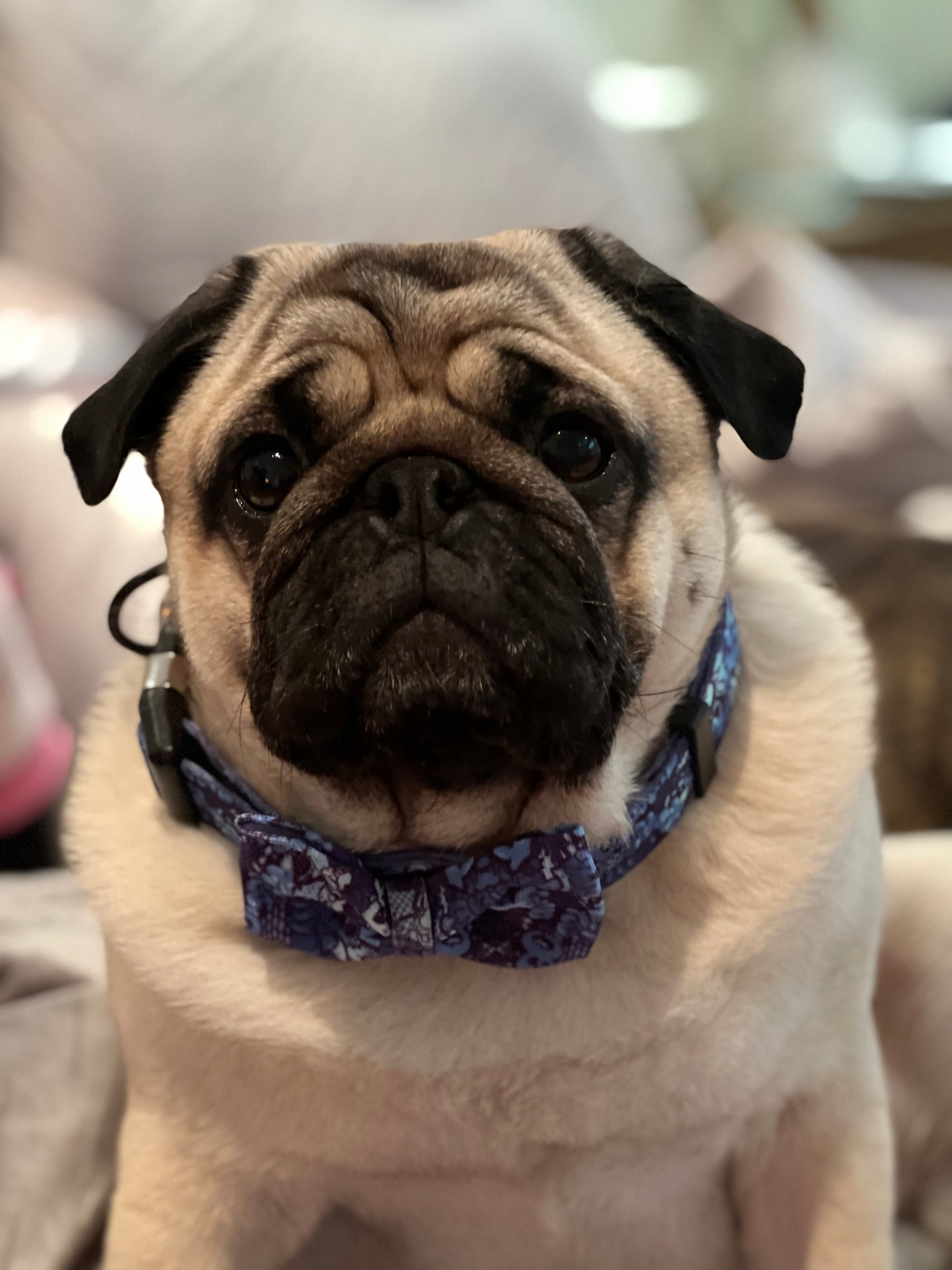 Blue Graffiti Nylon Collar & Bow Tie with Quick Release Silver Metal Buckle