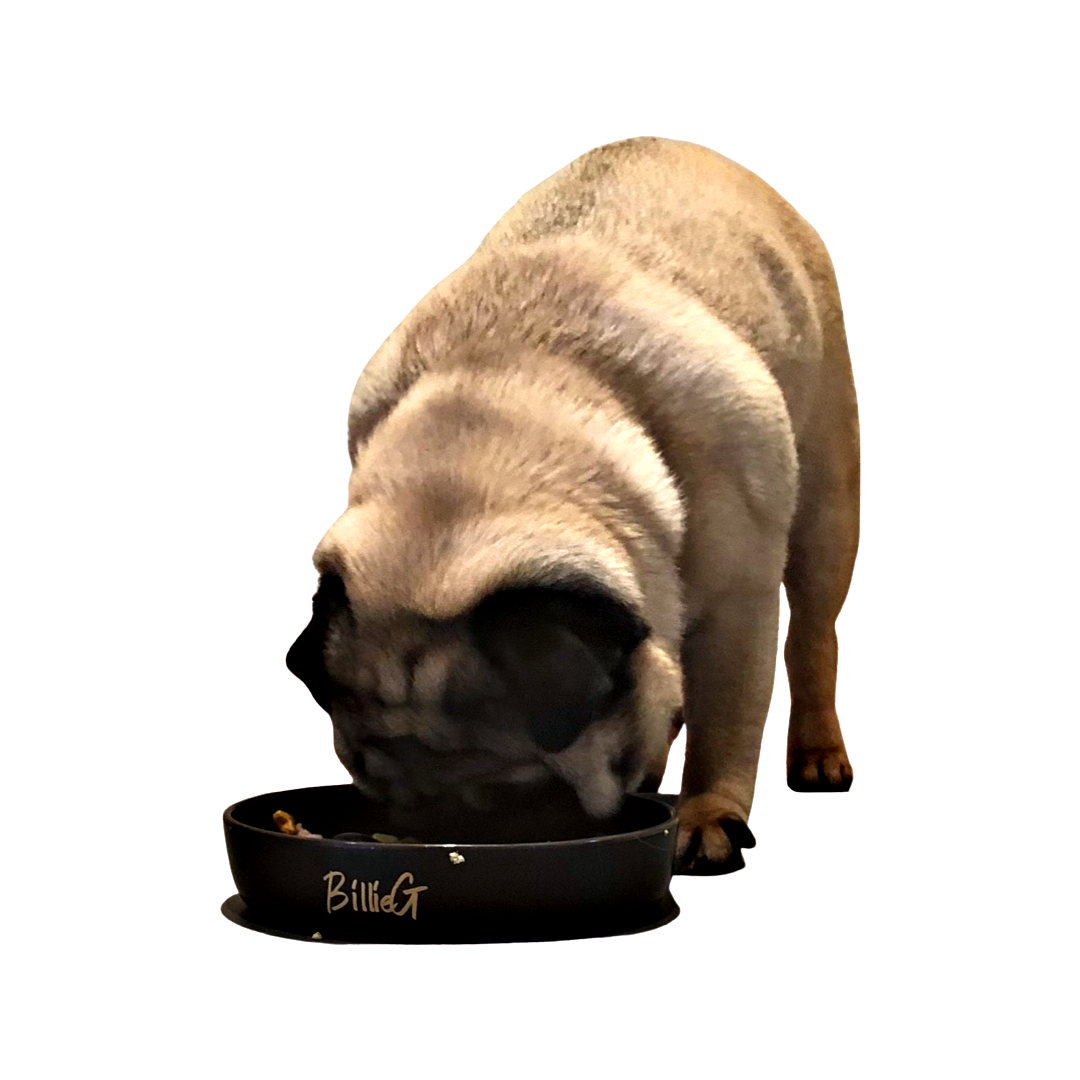 BillieG Ceramic shallow slow feeder - Special Black & Gold Edition